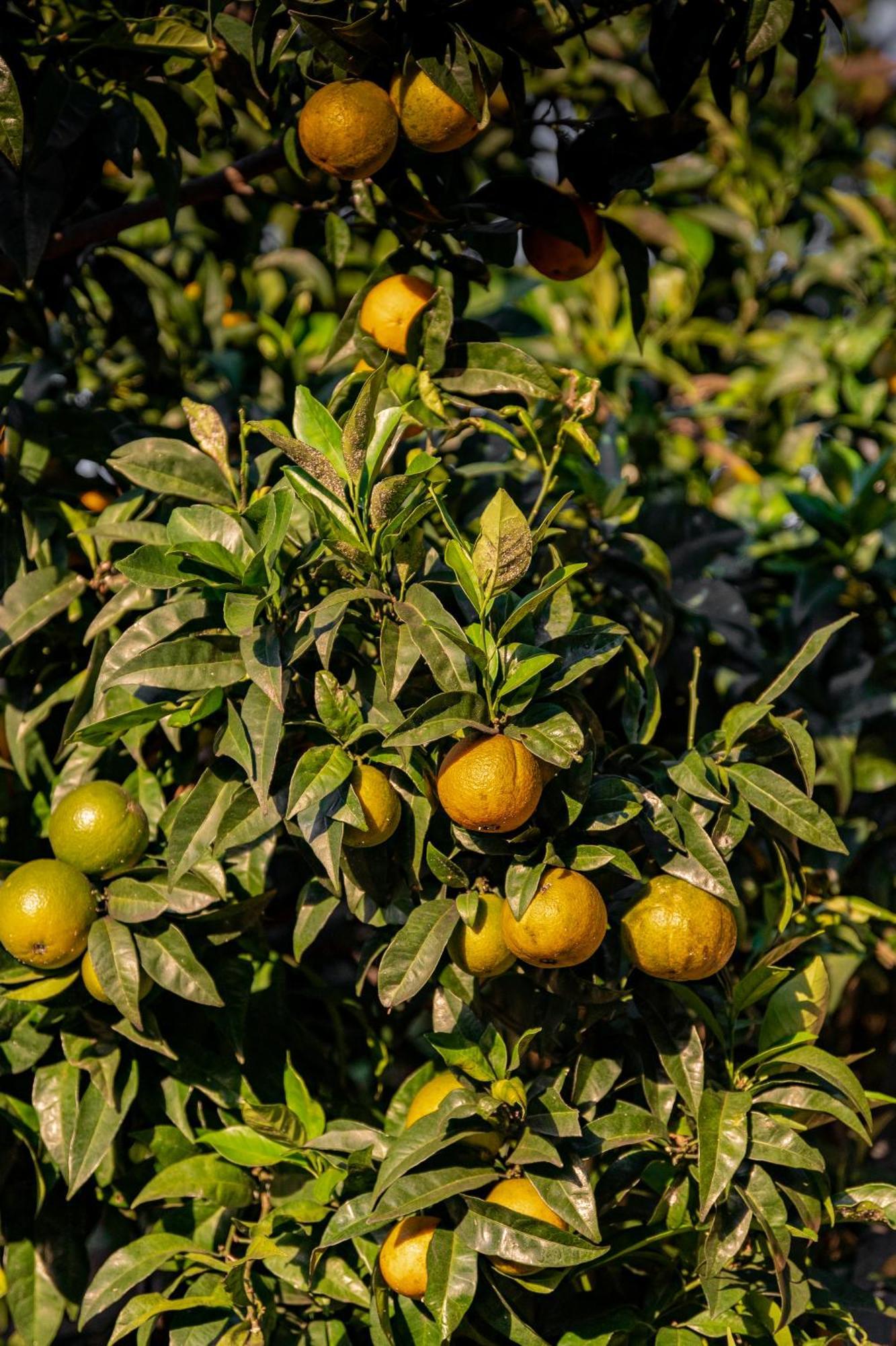 Tenuta Zamparina Montignoso Luaran gambar
